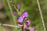 Showy milkwort